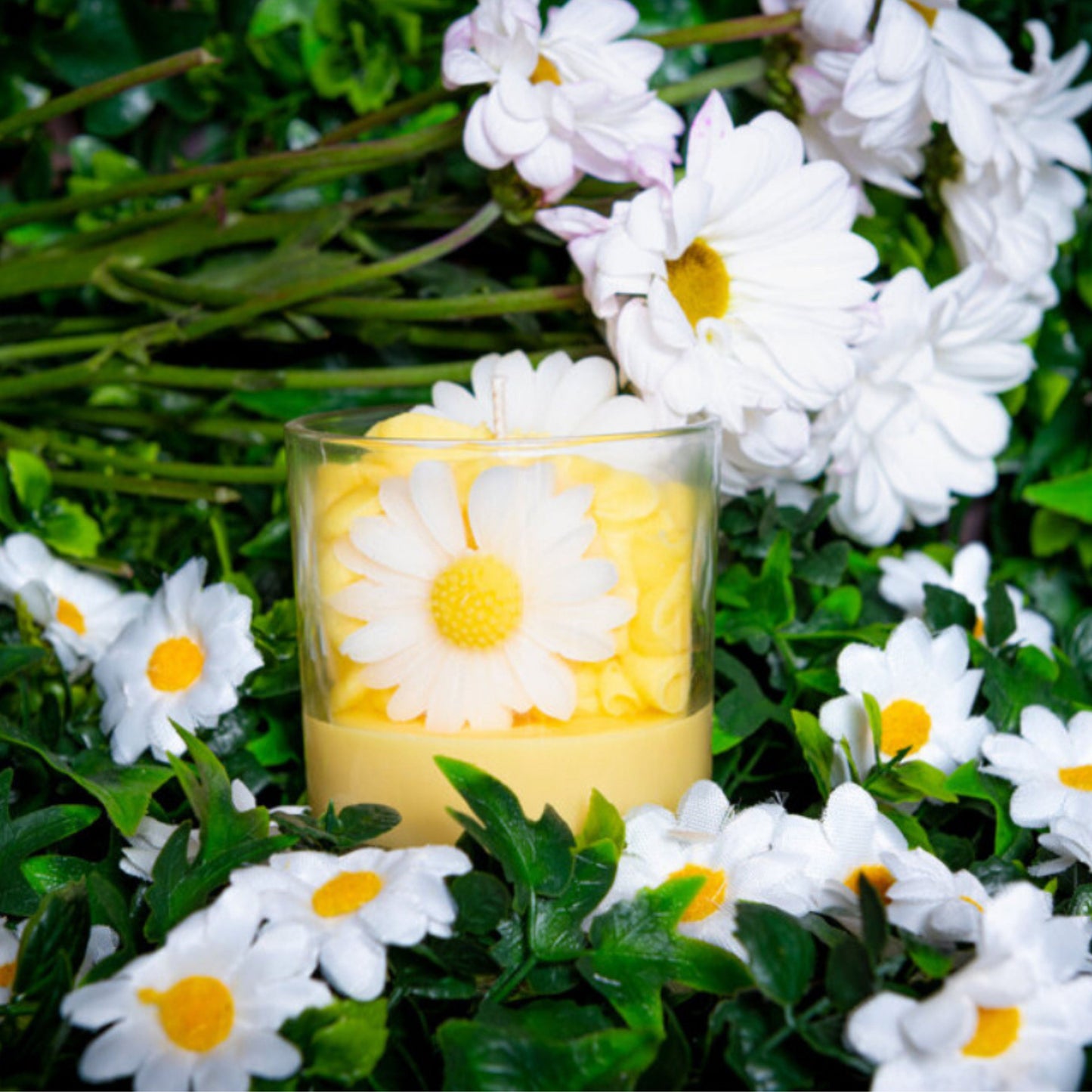 Daisy Soy Fragranced Candle